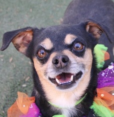 Chihuahua Dogs for adoption in Las Vegas, NV, USA