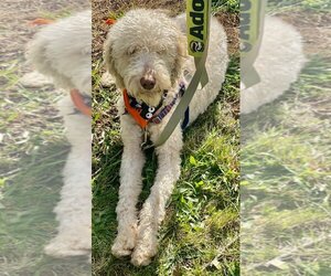 Labradoodle Dogs for adoption in Clarkston, MI, USA