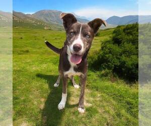 Basenji-Unknown Mix Dogs for adoption in Glen Allen, VA, USA