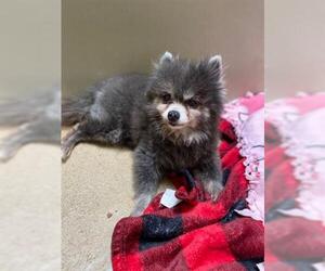 Pomeranian Dogs for adoption in Sacramento, CA, USA