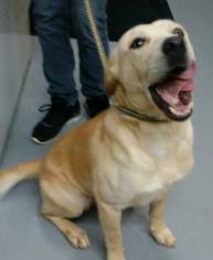 Labrador Retriever Dogs for adoption in Cincinnati, OH, USA