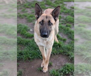 Medium Photo #2 German Shepherd Dog-Unknown Mix Puppy For Sale in Sacramento, CA, USA