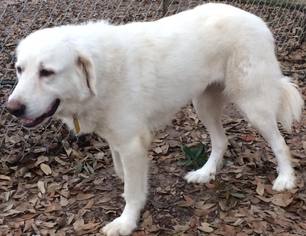 Great Pyrenees Dogs for adoption in Spring, TX, USA