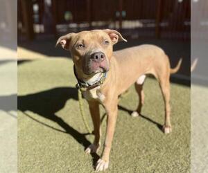 American Pit Bull Terrier-Unknown Mix Dogs for adoption in Las Vegas, NV, USA