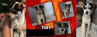 Medium Photo #1 Rat Terrier Puppy For Sale in DALLAS, TX, USA