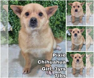 Chihuahua Dogs for adoption in Seattle, WA, USA