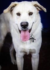 Great Pyrenees Dogs for adoption in Tupelo, MS, USA
