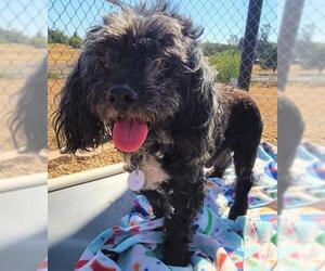 Shinese Dogs for adoption in  Ramona, CA, USA