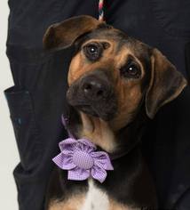 Sheprador Dogs for adoption in Kenner, LA, USA