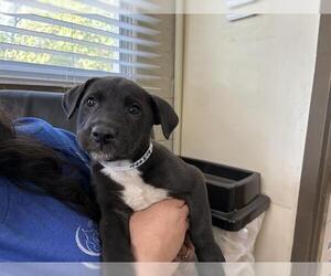 German Shepherd Dog-Unknown Mix Dogs for adoption in Camarillo, CA, USA