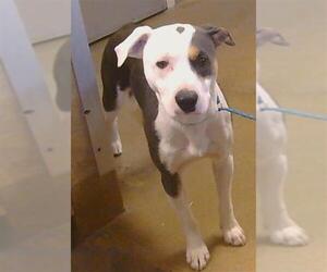 American Pit Bull Terrier-Unknown Mix Dogs for adoption in Sacramento, CA, USA