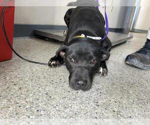 Labrador Retriever-Unknown Mix Dogs for adoption in Visalia, CA, USA