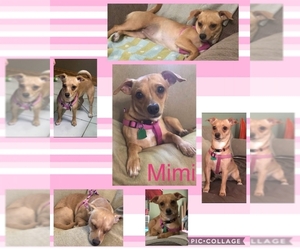 Chiweenie Dogs for adoption in aurora, IL, USA