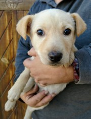 Medium Photo #1 Labrador Retriever-Red Heeler Mix Puppy For Sale in Pena Blanca, NM, USA