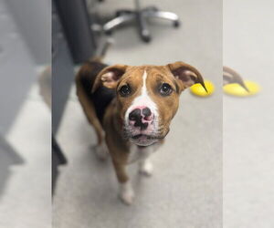 Beagle-Unknown Mix Dogs for adoption in Palmetto, FL, USA