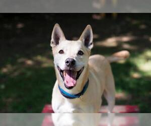 Alaskan Husky-Unknown Mix Dogs for adoption in Armonk, NY, USA