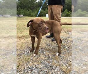 Boxador Dogs for adoption in Albany, GA, USA
