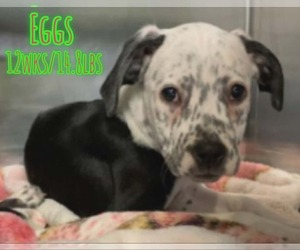 Mutt Dogs for adoption in Woodbury, NY, USA