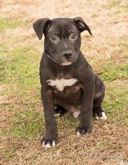 American Pit Bull Terrier-Labrador Retriever Mix Dogs for adoption in Alpharetta, GA, USA