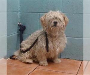 Poodle (Miniature) Dogs for adoption in Downey, CA, USA