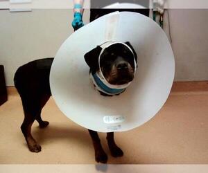 Rottweiler Dogs for adoption in Martinez, CA, USA