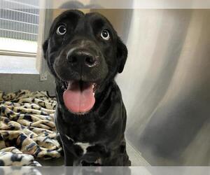 Labrador Retriever-Unknown Mix Dogs for adoption in Orange, CA, USA