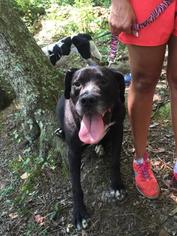 Mastador Dogs for adoption in Thomasville, NC, USA