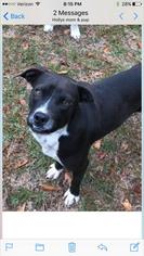 Bulldog-Unknown Mix Dogs for adoption in Fredericksburg, VA, USA