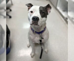 American Staffordshire Terrier Dogs for adoption in Rohnert Park, CA, USA