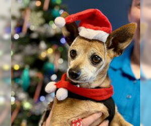 Chihuahua Dogs for adoption in Salinas, CA, USA