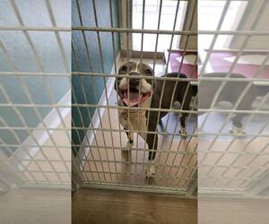 American Pit Bull Terrier-Unknown Mix Dogs for adoption in Texas City, TX, USA