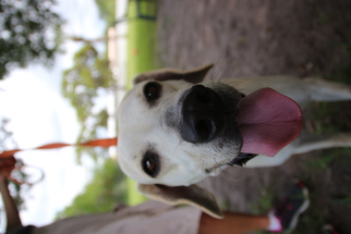 Black Mouth Cur Dogs for adoption in Ruskin, FL, USA