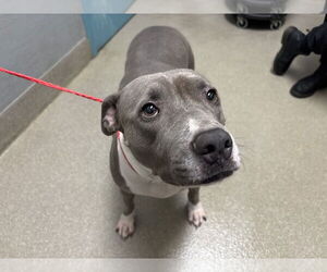 American Pit Bull Terrier-Unknown Mix Dogs for adoption in Las Vegas, NV, USA