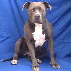 American Pit Bull Terrier-Unknown Mix Dogs for adoption in Show Low, AZ, USA