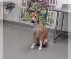 Siberian Husky Dogs for adoption in San Francisco, CA, USA