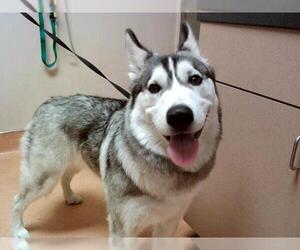 Siberian Husky Dogs for adoption in Martinez, CA, USA