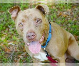 American Staffordshire Terrier-Unknown Mix Dogs for adoption in Tallahassee, FL, USA
