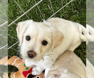 Chihuahua-Unknown Mix Dogs for adoption in Chico, CA, USA