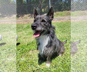 Cairn Terrier Dogs for adoption in New Orleans, LA, USA