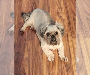 Shih Tzu-Unknown Mix Dogs for adoption in Oakhurst, NJ, USA