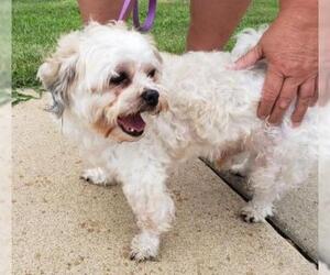 Bichon Frise Dogs for adoption in Knoxville, IA, USA