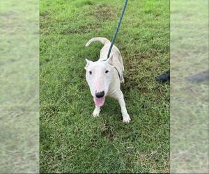 Bull Terrier Dogs for adoption in Corpus Christi, TX, USA