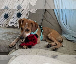 Mutt Dogs for adoption in Chester, VA, USA