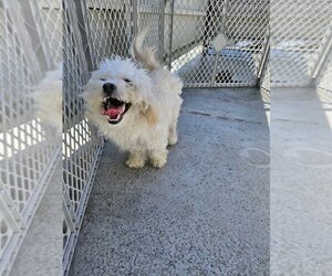Maltipoo Dogs for adoption in Pacifica, CA, USA