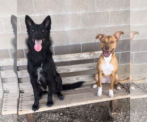 Australian Kelpie Dogs for adoption in Pampa, TX, USA