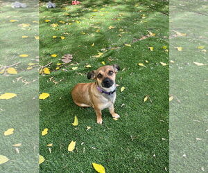 Dachshund-Unknown Mix Dogs for adoption in Sandy, UT, USA