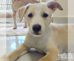 Australian Shepherd-Unknown Mix Dogs for adoption in Washington, DC, USA