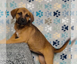 Mutt Dogs for adoption in Talladega, AL, USA