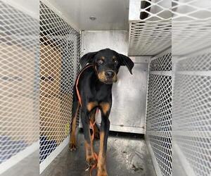 Rottweiler Dogs for adoption in Bakersfield, CA, USA