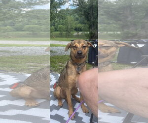 Mutt Dogs for adoption in Rural Hall, NC, USA